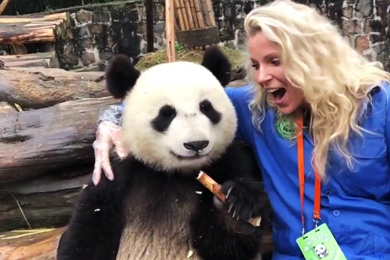 Panda Tours